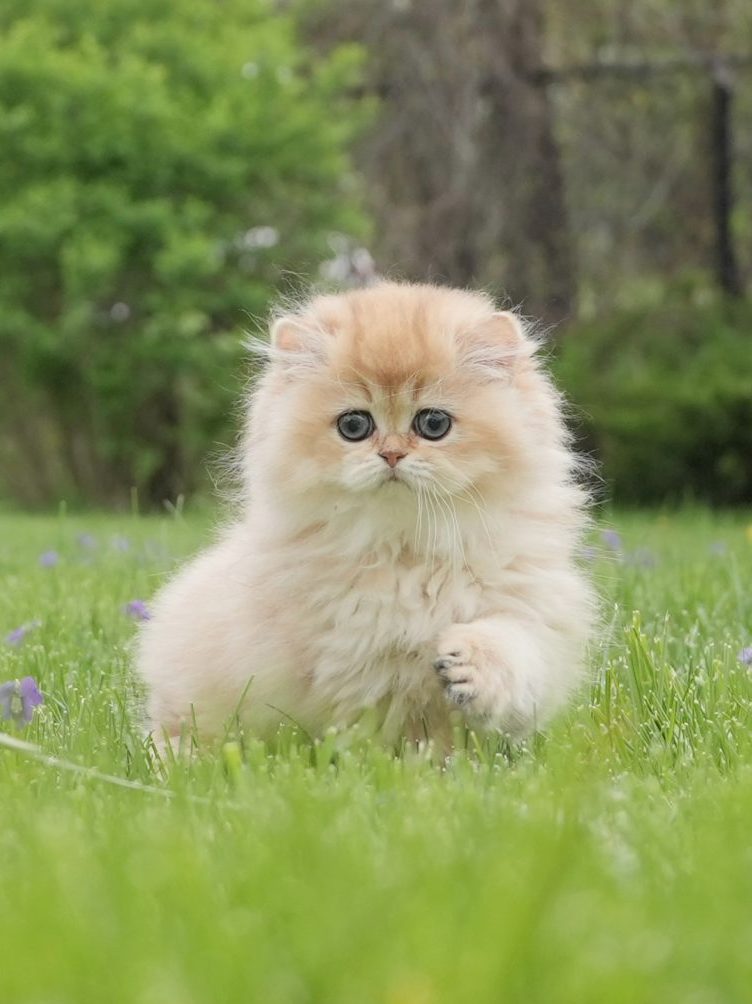 british cat breeds for sale