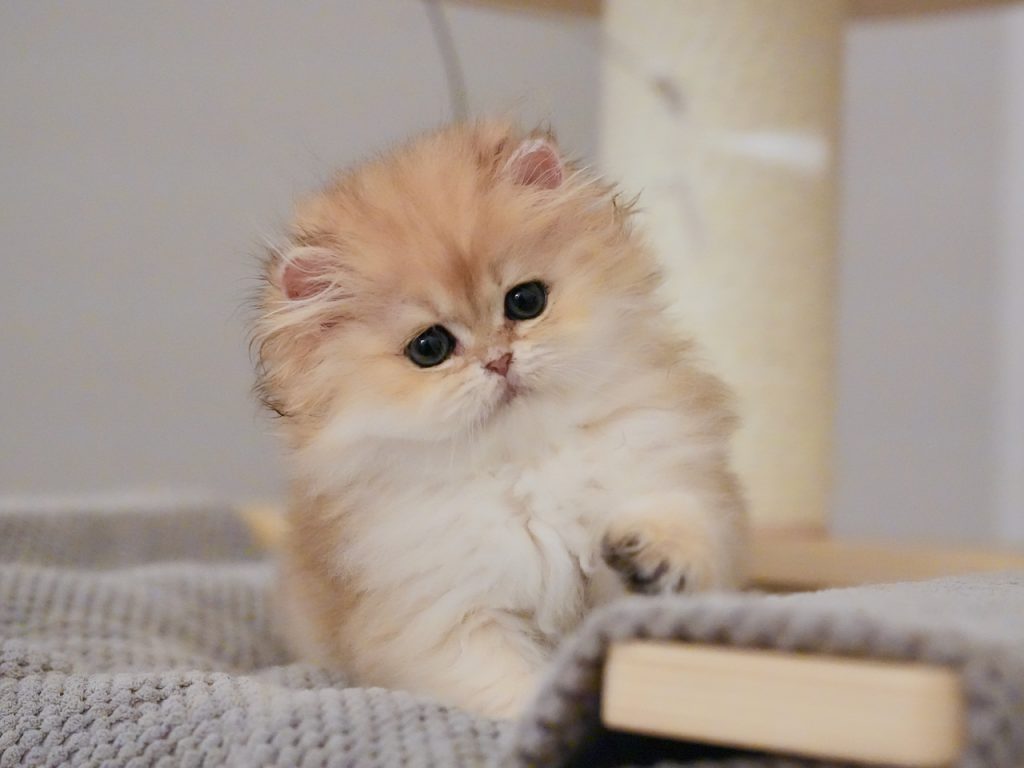 Litter-Ethel - British Shorthair for sale & British Longhair Kittens for sale