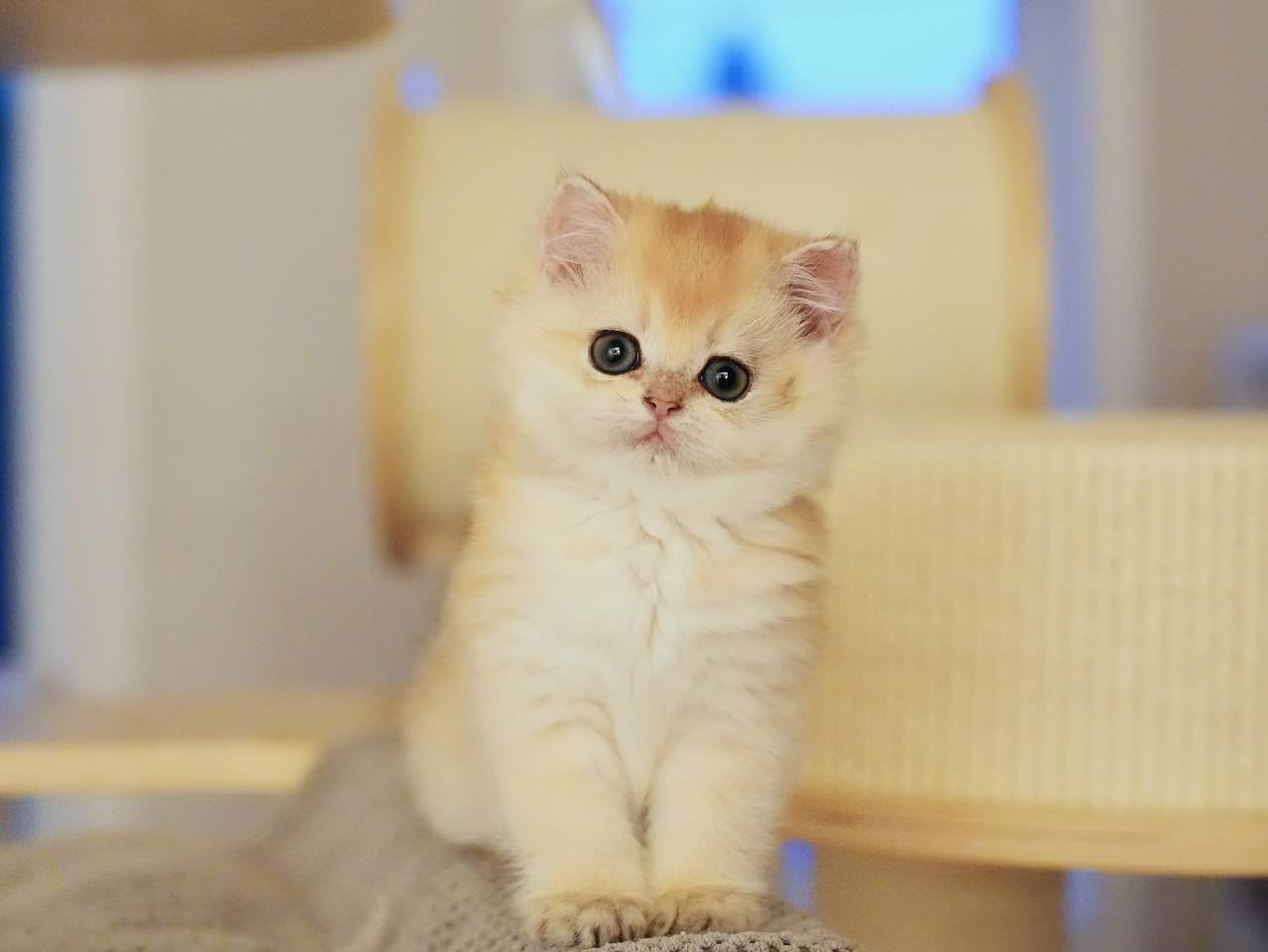 Golden Shaded British Shorthair Cat Boris