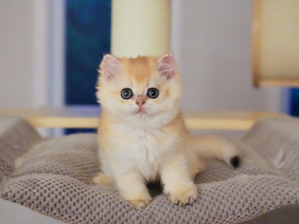 Interesting Facts of Boris: Golden British Shorthair Cat - British Shorthair for sale & British Longhair Kittens for sale