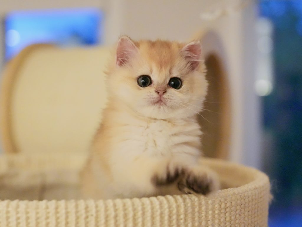 Ethel - Golden Shaded British Longhair - British Shorthair for sale & British Longhair Kittens for sale