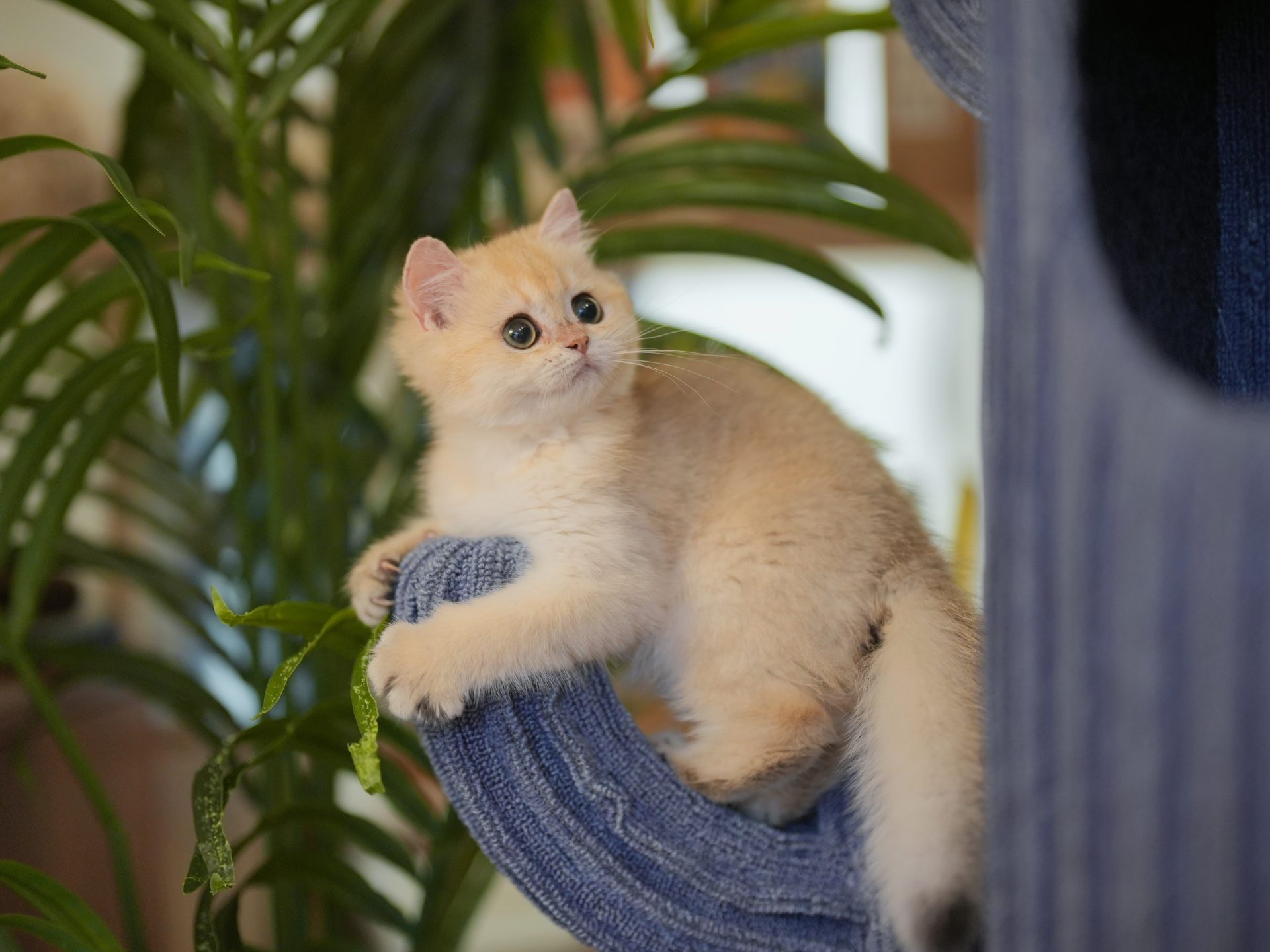 kittens for sale