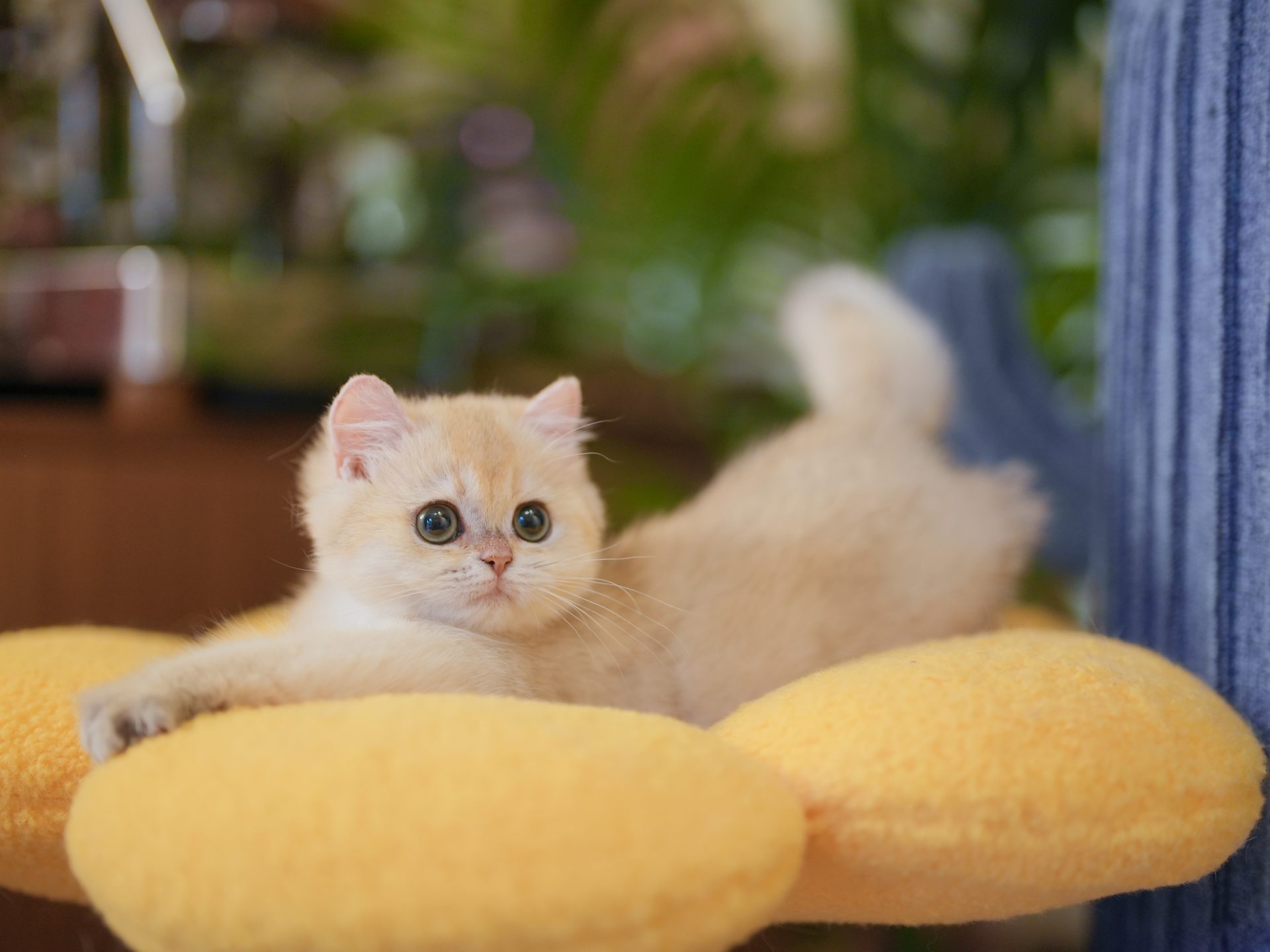 kittens for sale