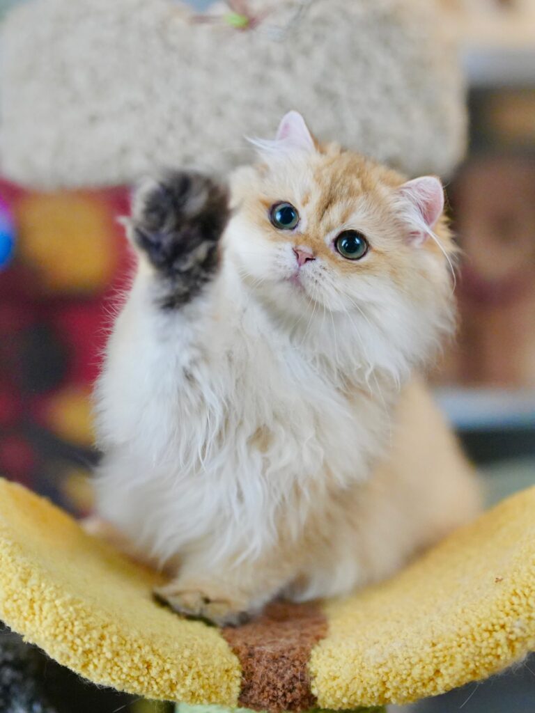 british longhair kittens for sale