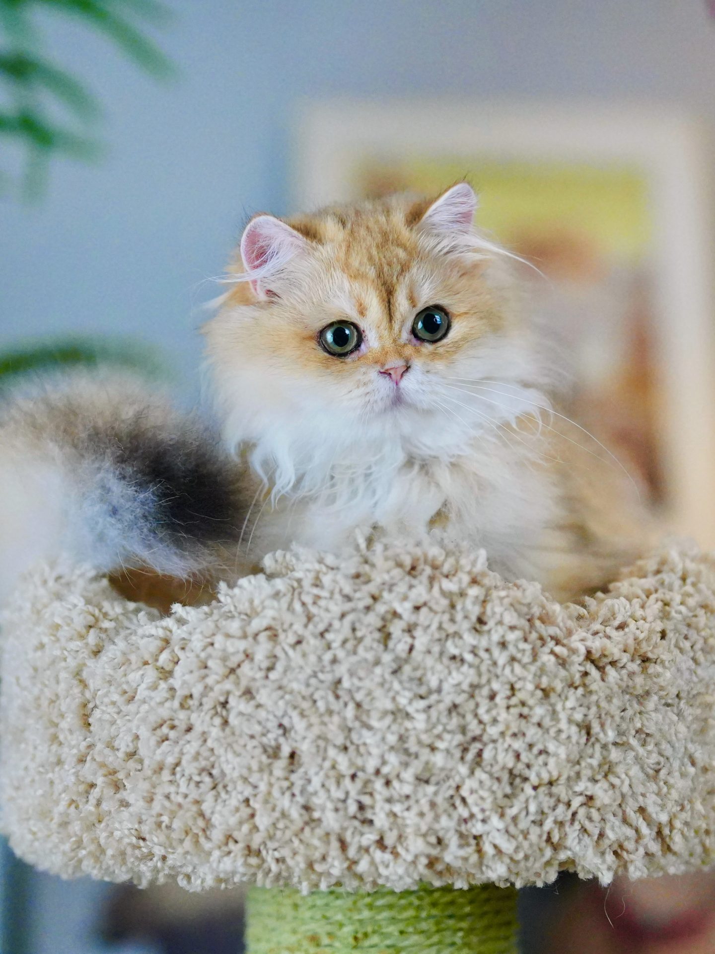 british cat for sale