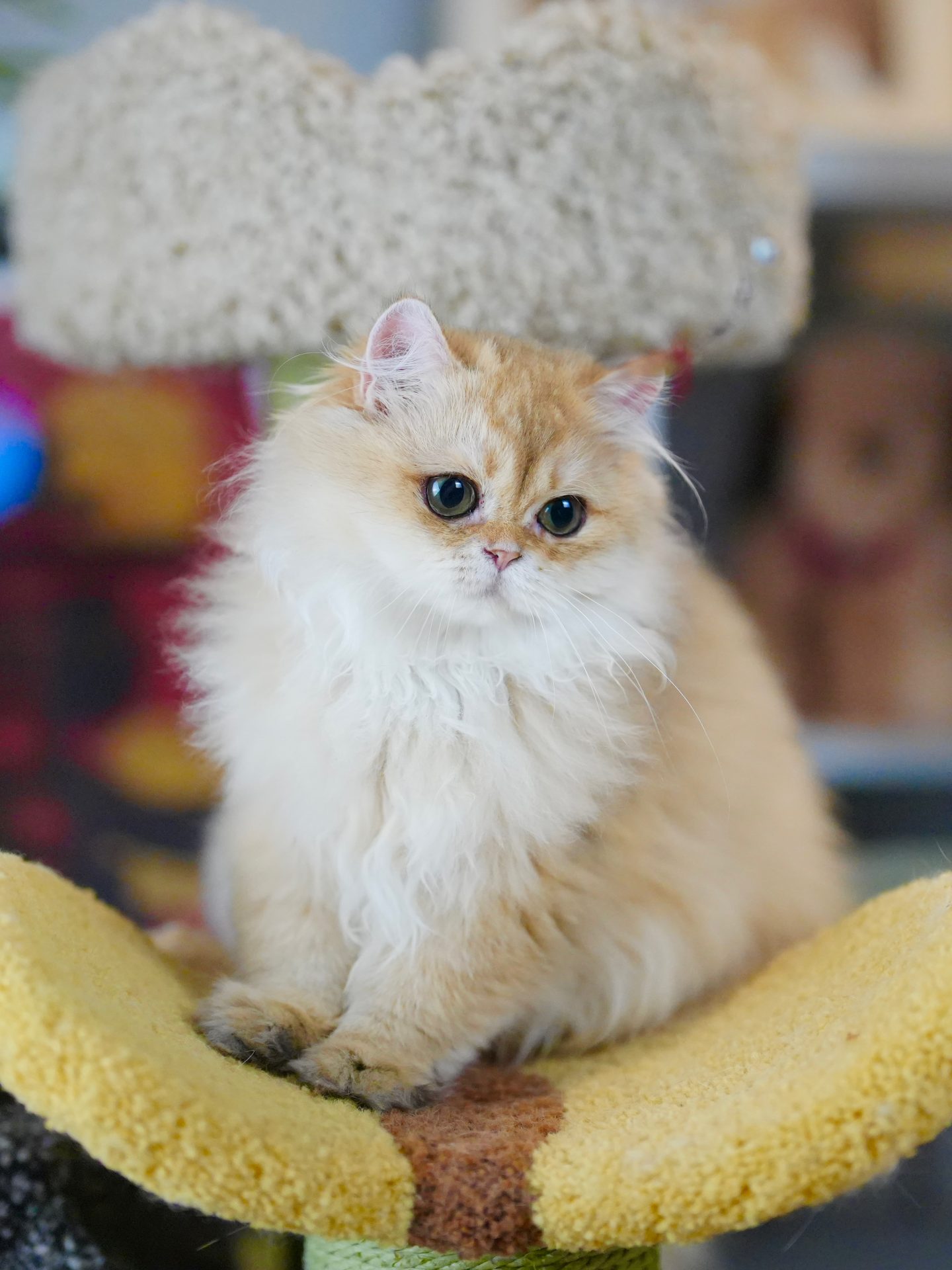 british cat for sale