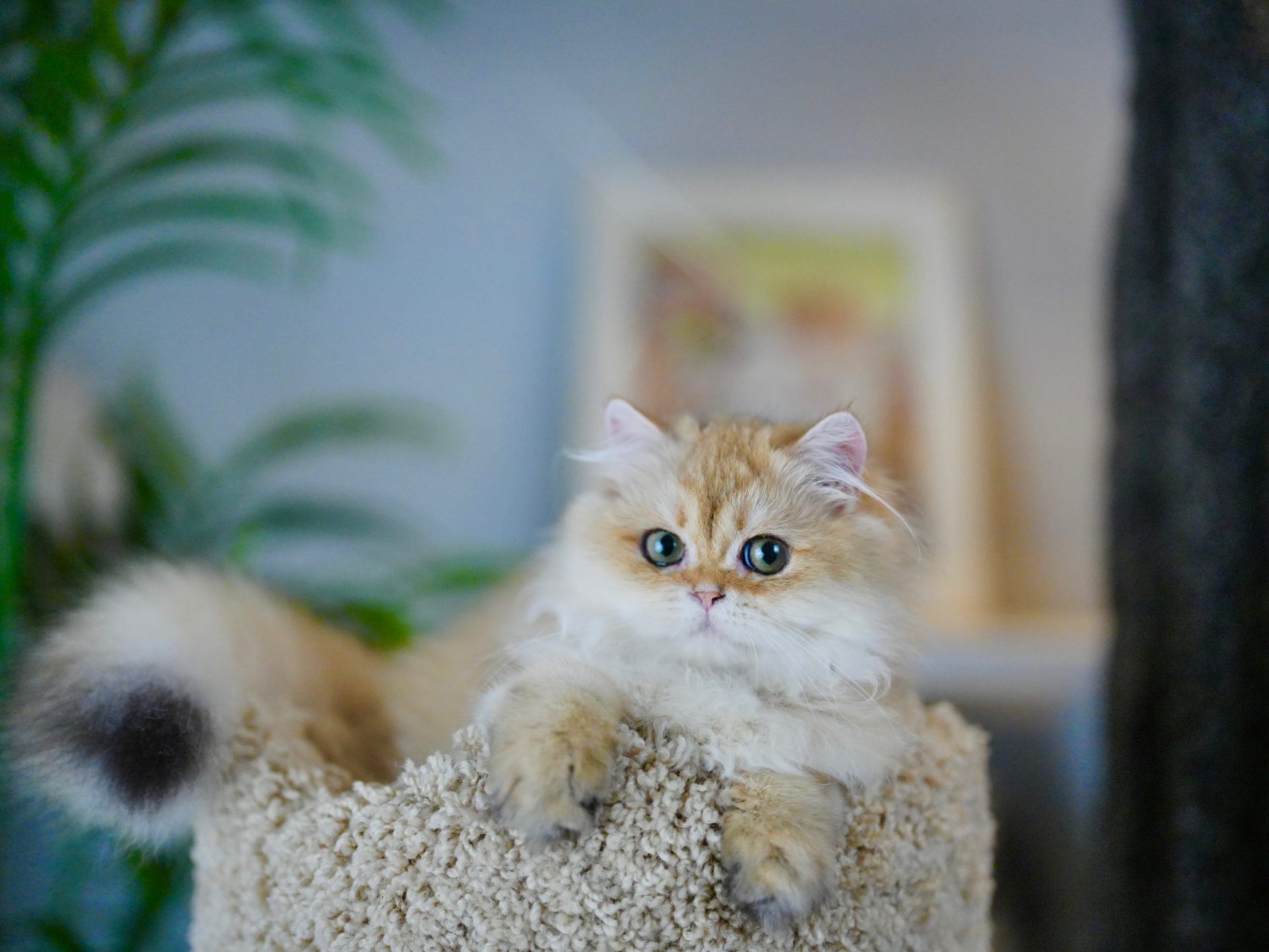 british shorthair toronto