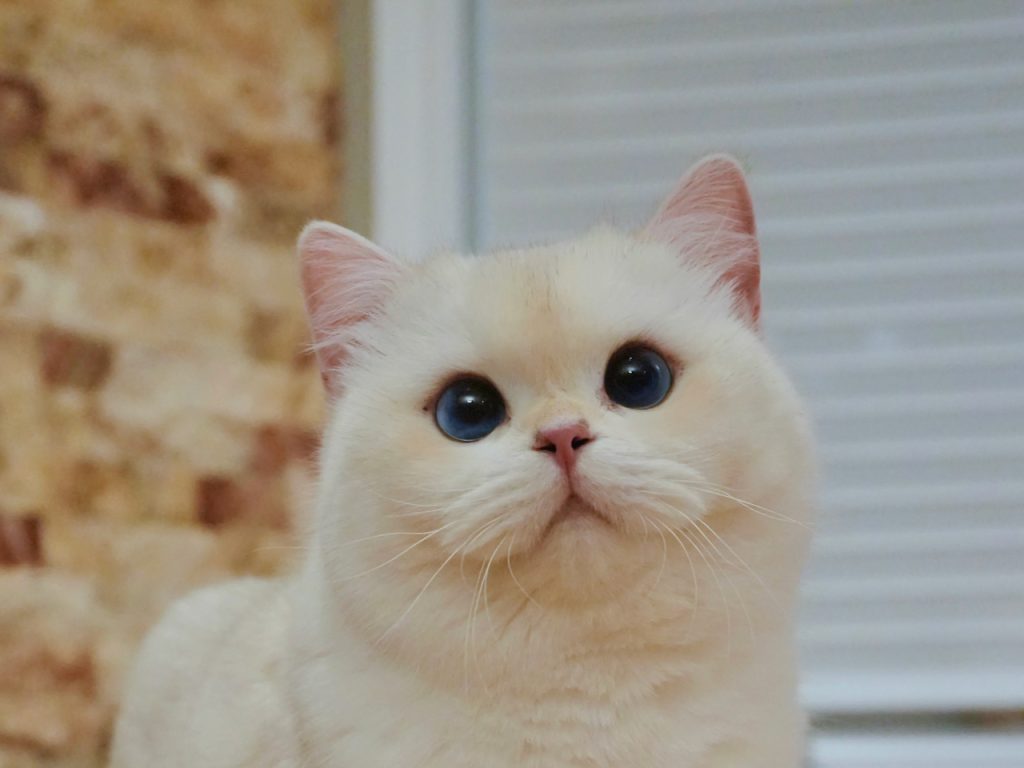 Storm Boarding in Our Cattery! - British Shorthair for sale & British Longhair Kittens for sale