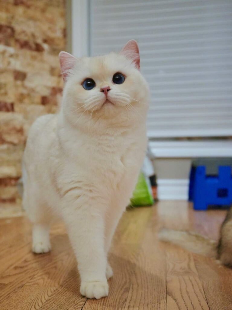 british shorthair cat storm is standing on ground with his pride