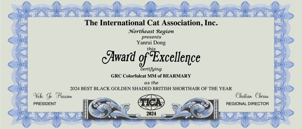 Great Performance of Our Beautiful British Shorthair in Cat Show - British Shorthair for sale & British Longhair Kittens for sale