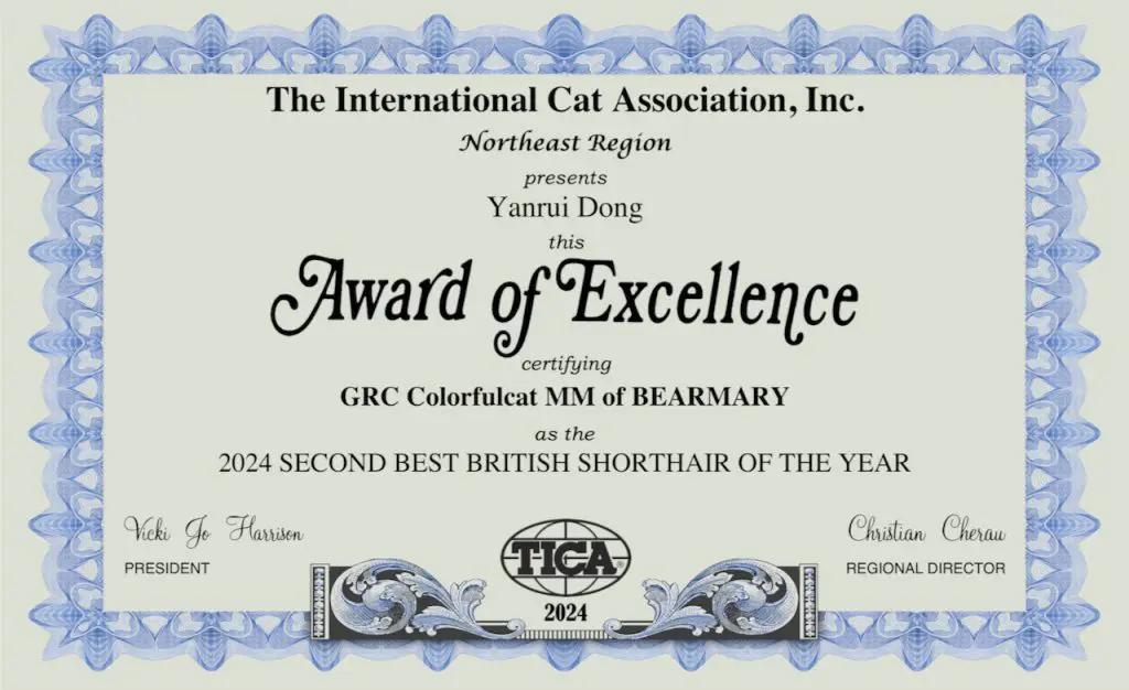 cat show certificate