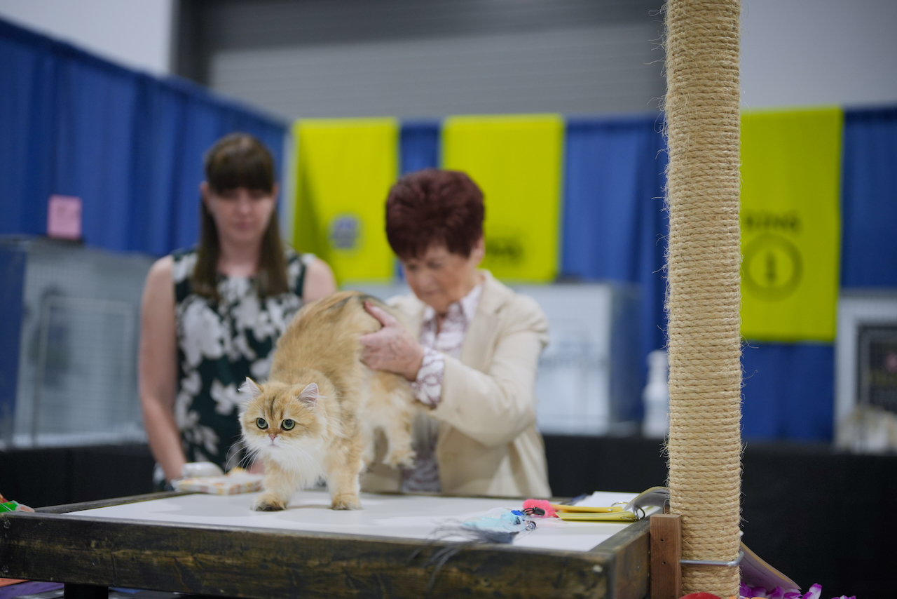 ottawa cat show​