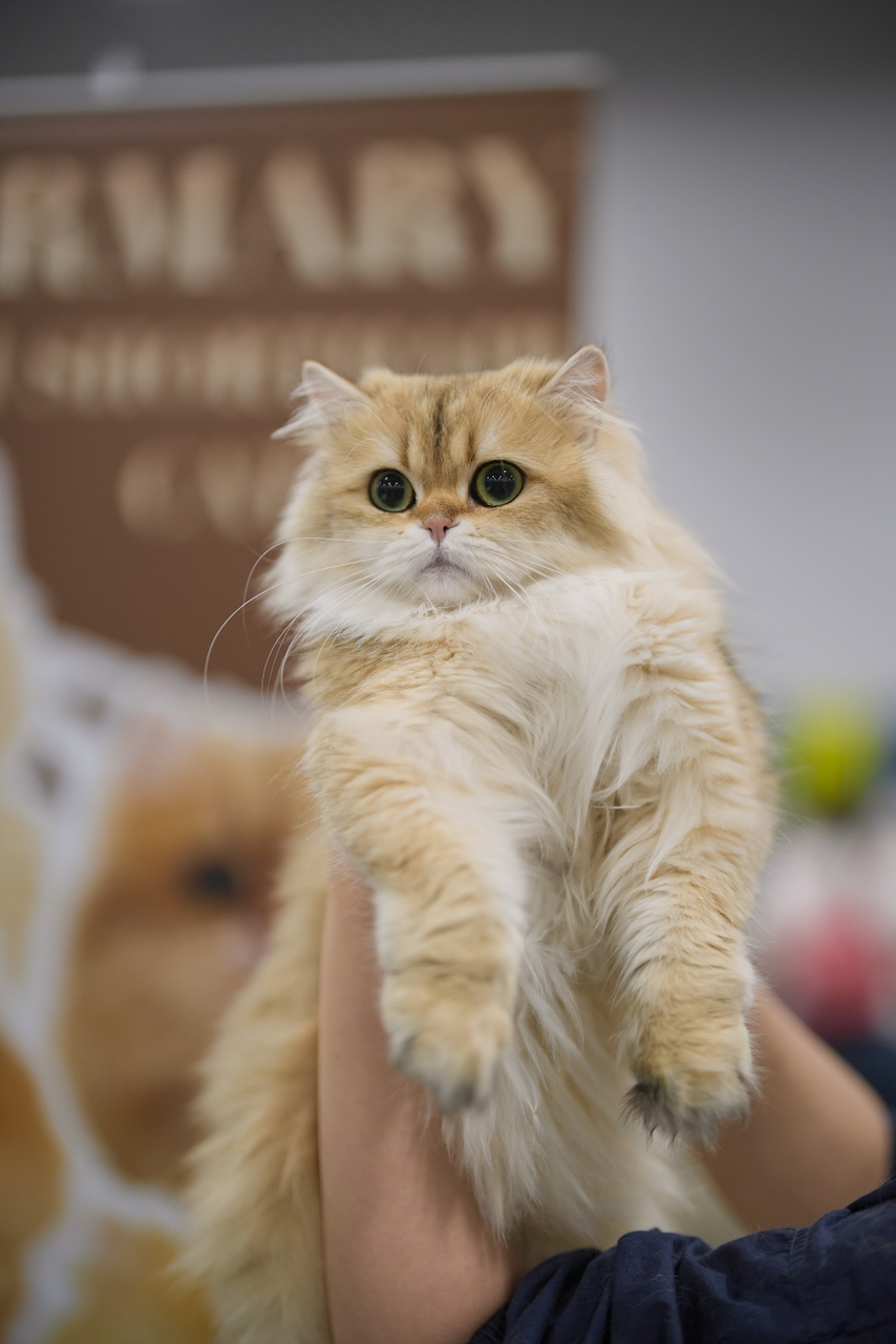 British Longhair Cat