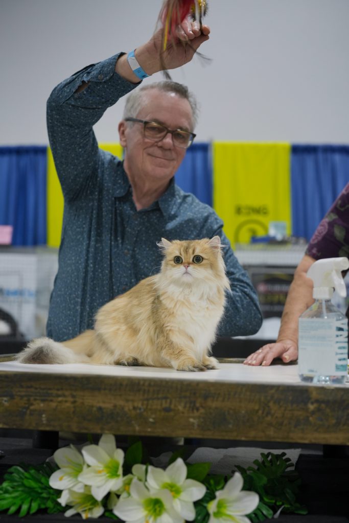 Golden British Longhair