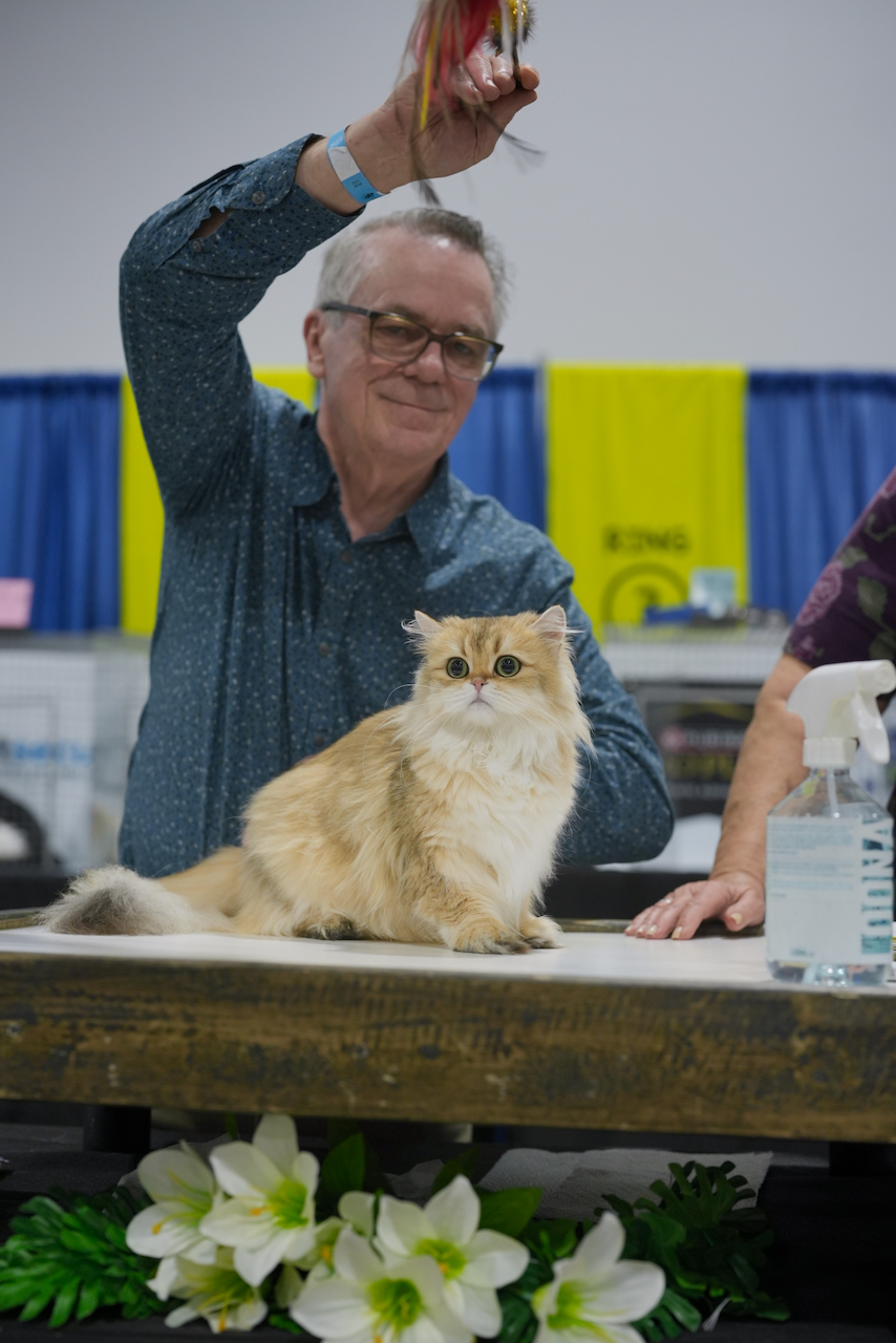 British Longhair Cat