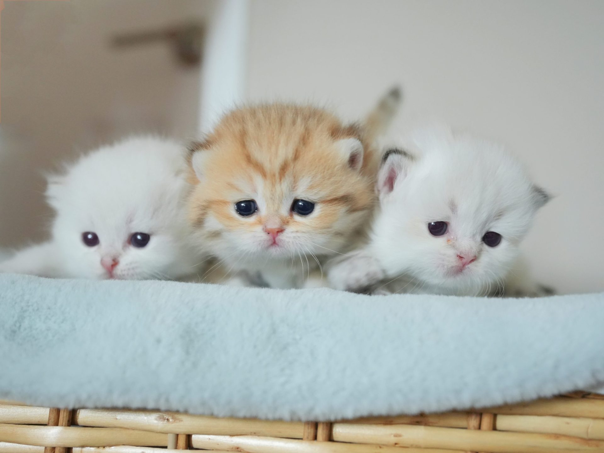 british longhair