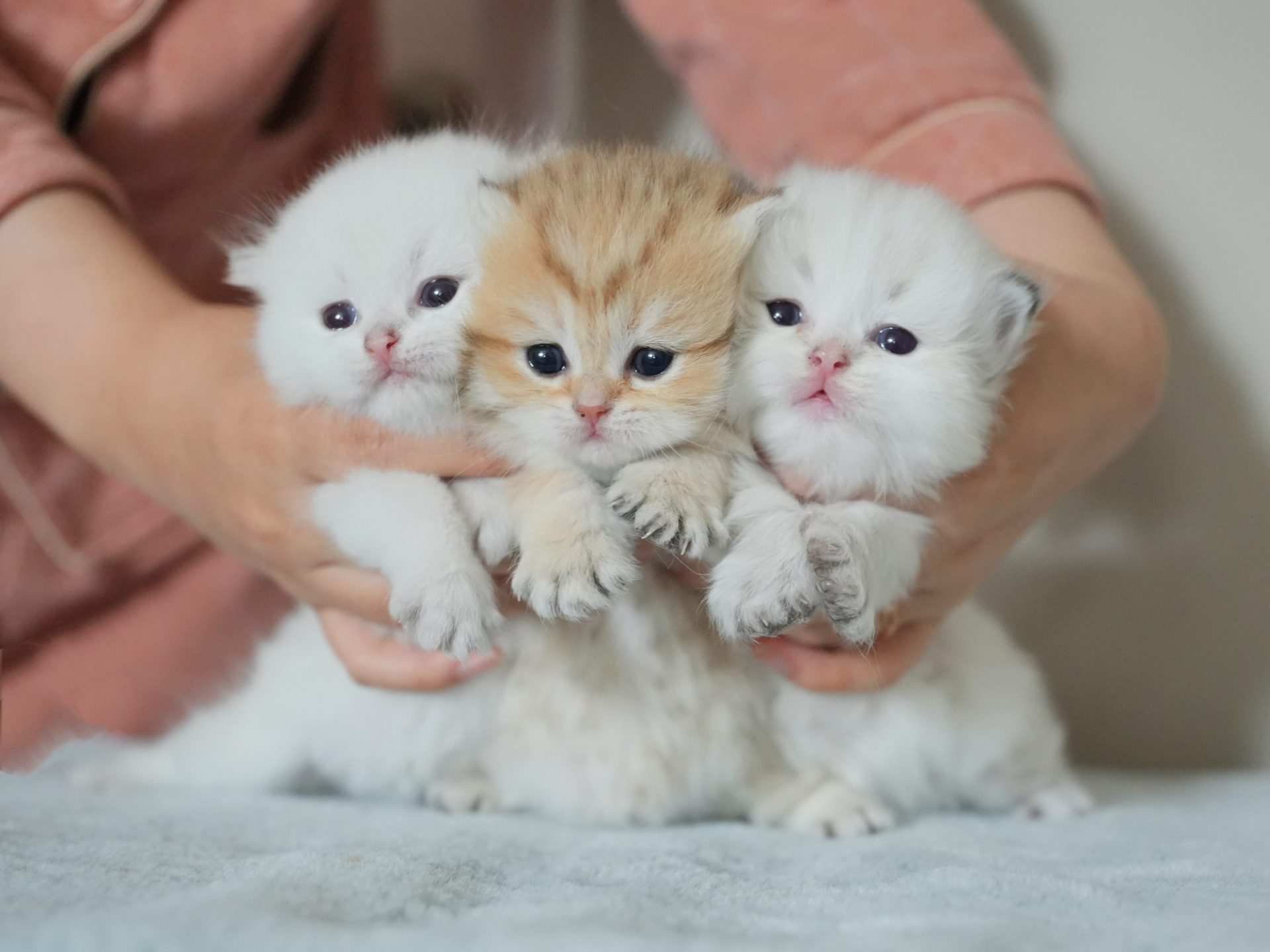 british longhair