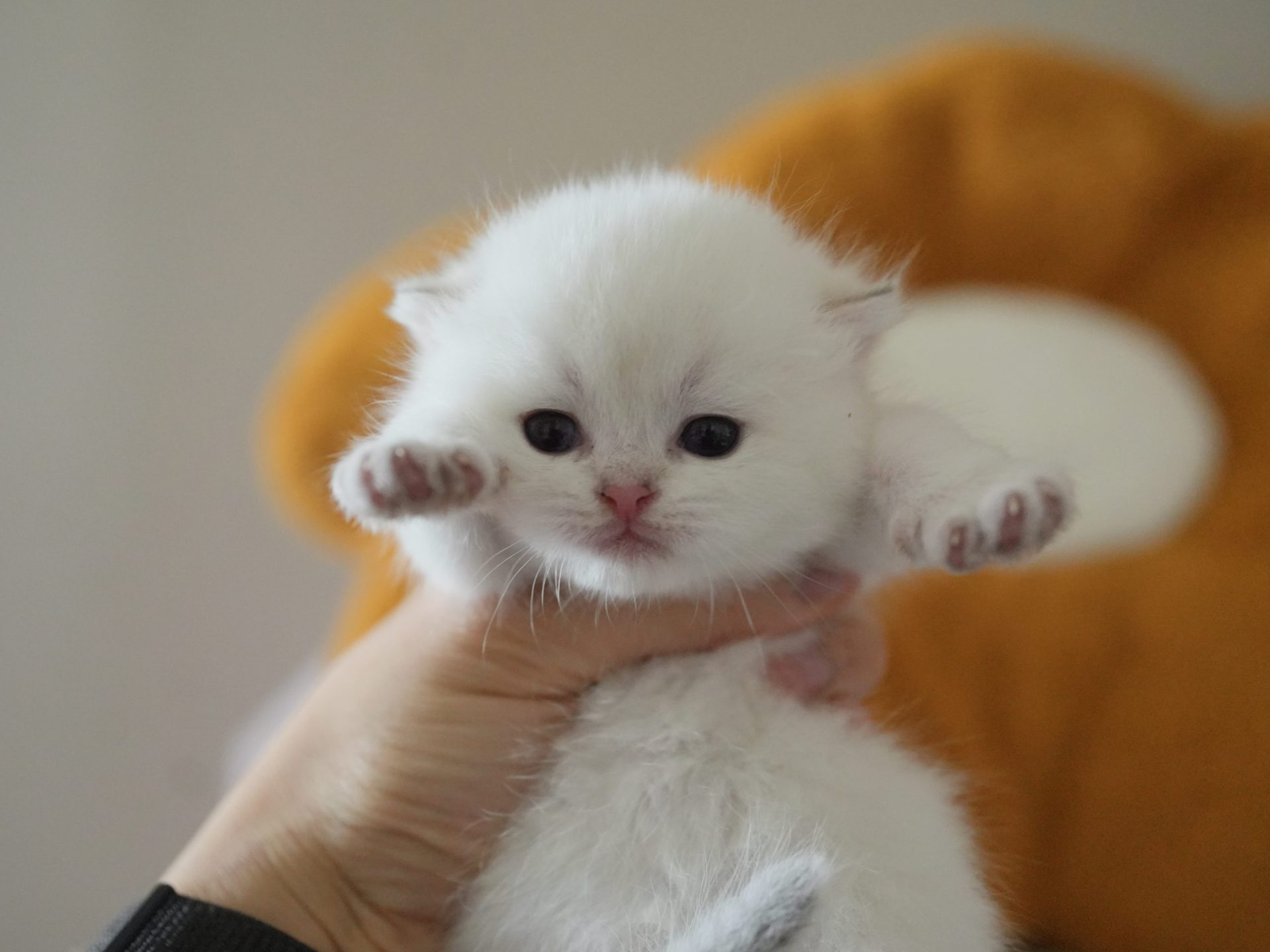british shorthair for sale