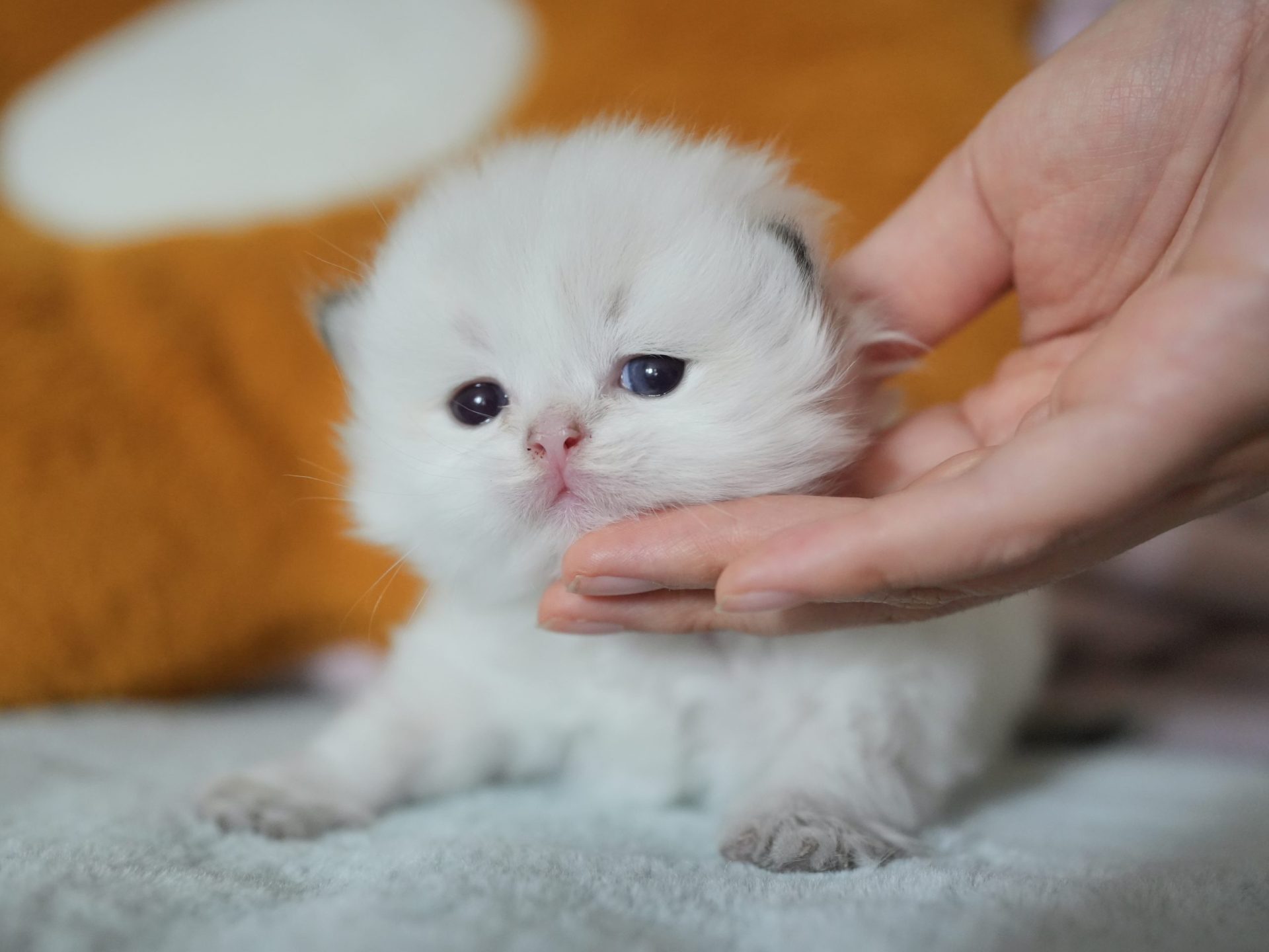 british longhair