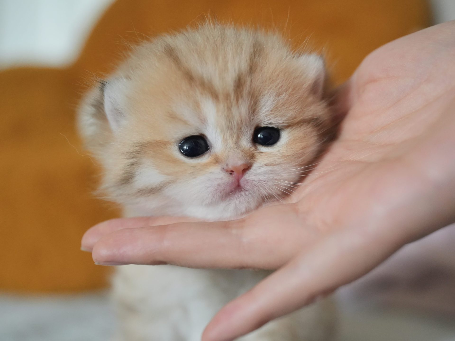 british shorthair for sale