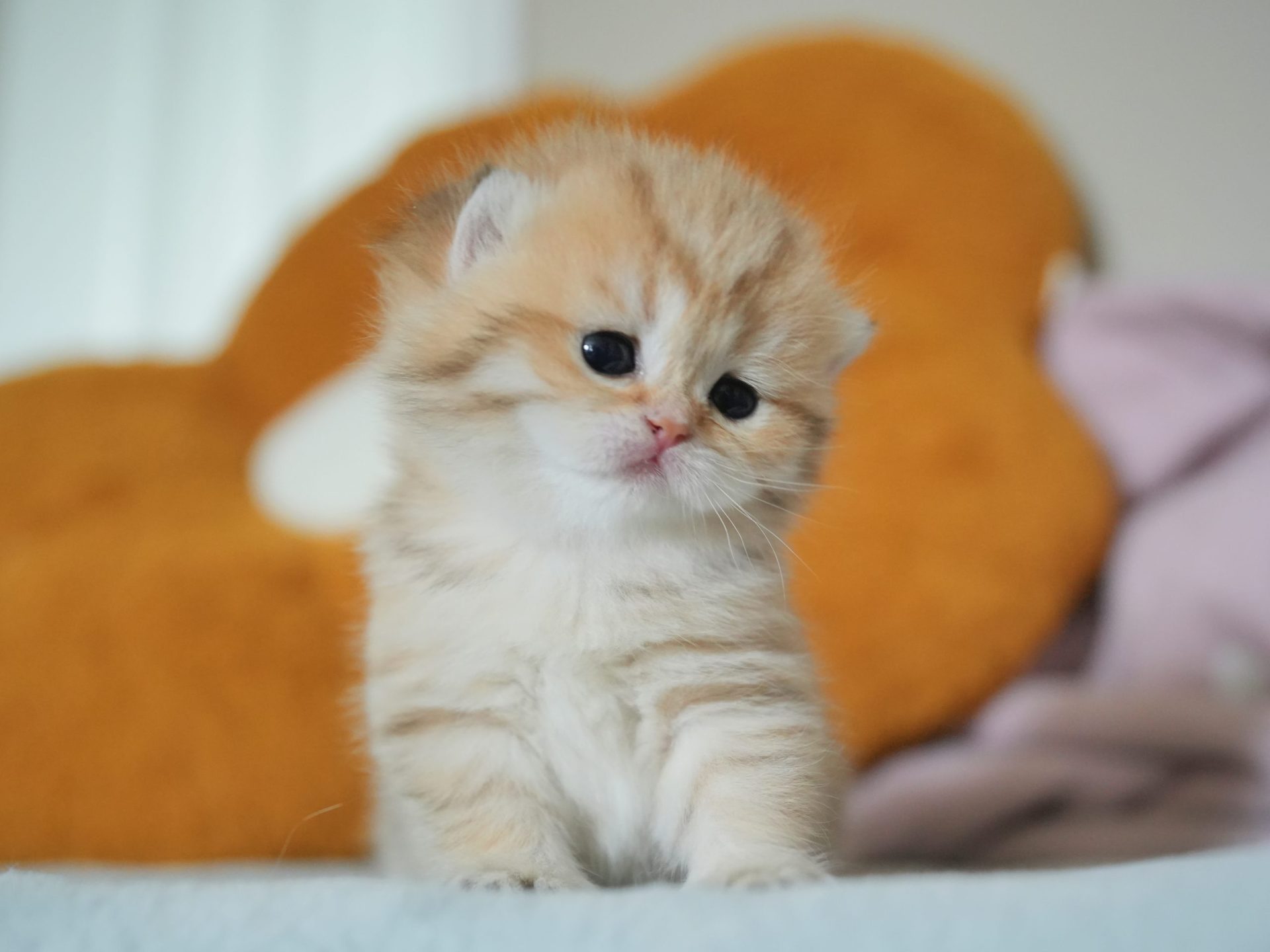british short hair cat san francisco bay area