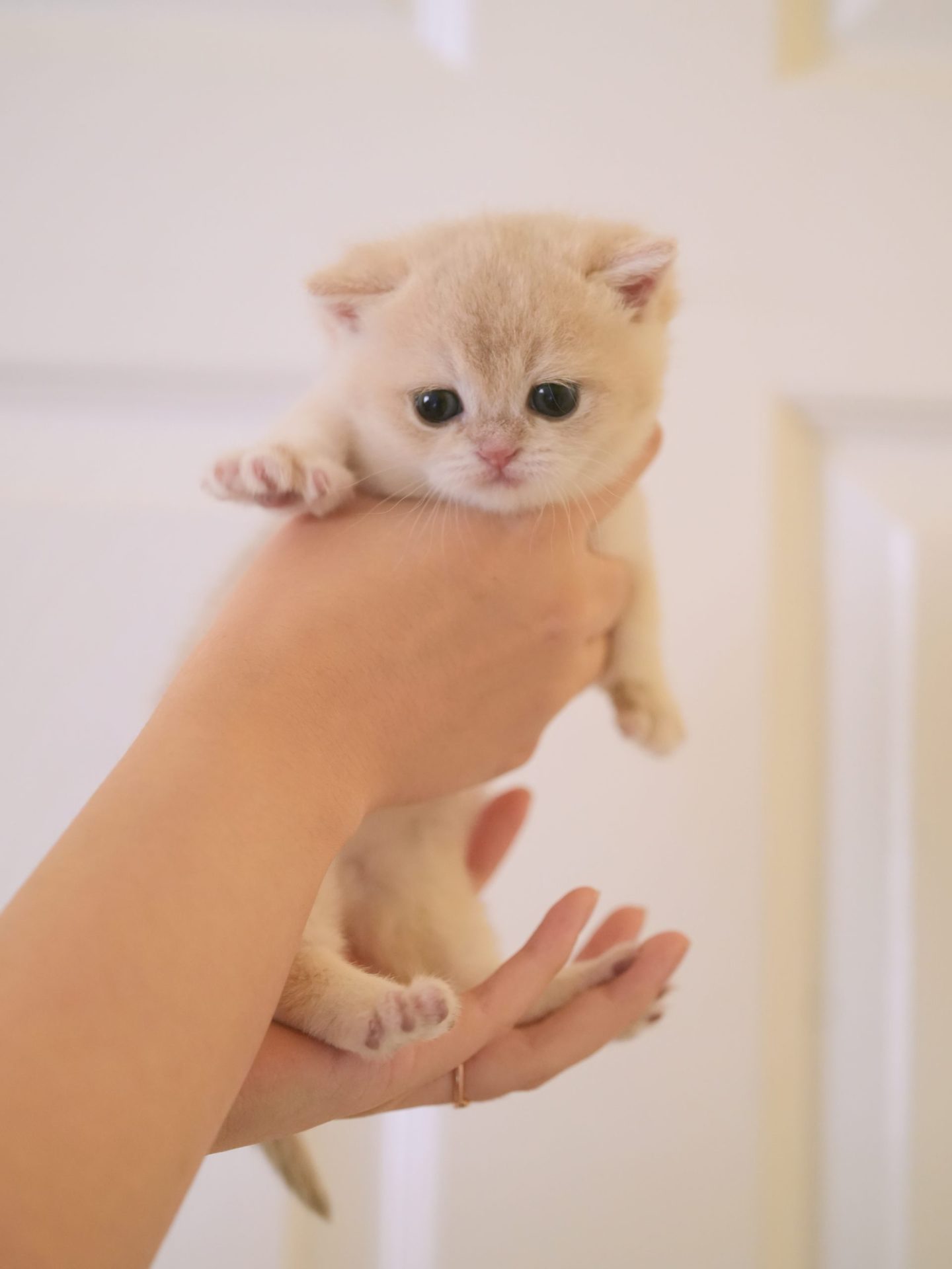 Mimi's New Born Daughter - British Shorthair for sale & British Longhair Kittens for sale