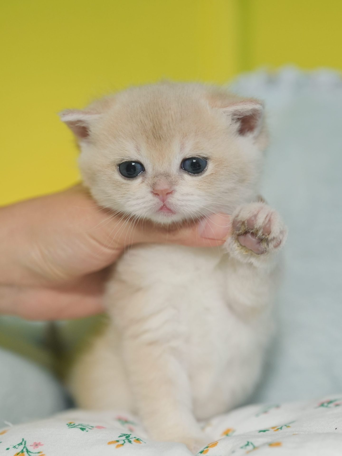 Mimi's New Born Daughter - British Shorthair for sale & British Longhair Kittens for sale