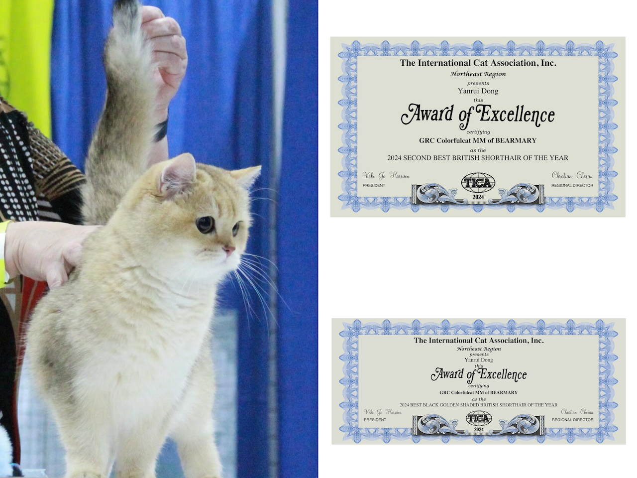 Great Performance of Our Beautiful British Shorthair in Cat Show - British Shorthair for sale & British Longhair Kittens for sale