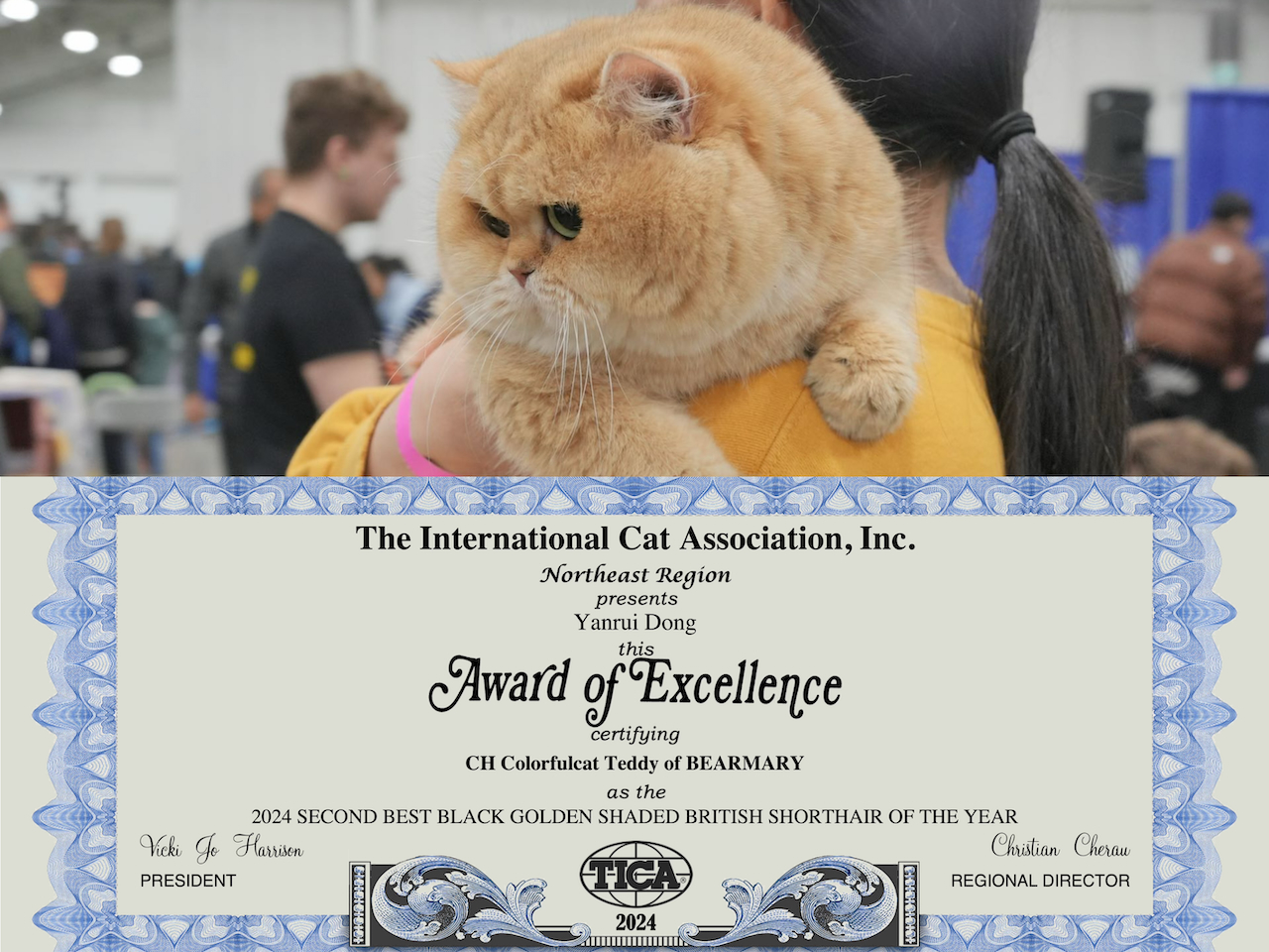 Great Performance of Our Beautiful British Shorthair in Cat Show - British Shorthair for sale & British Longhair Kittens for sale
