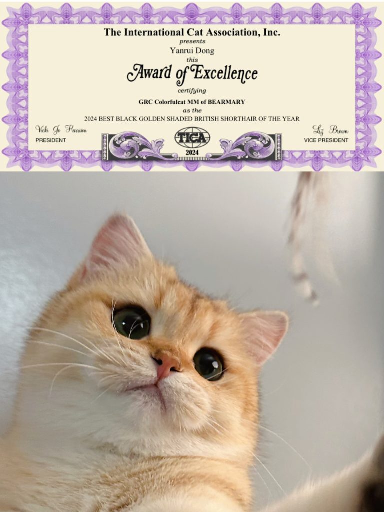 Great Performance of Our Beautiful British Shorthair in Cat Show - British Shorthair for sale & British Longhair Kittens for sale