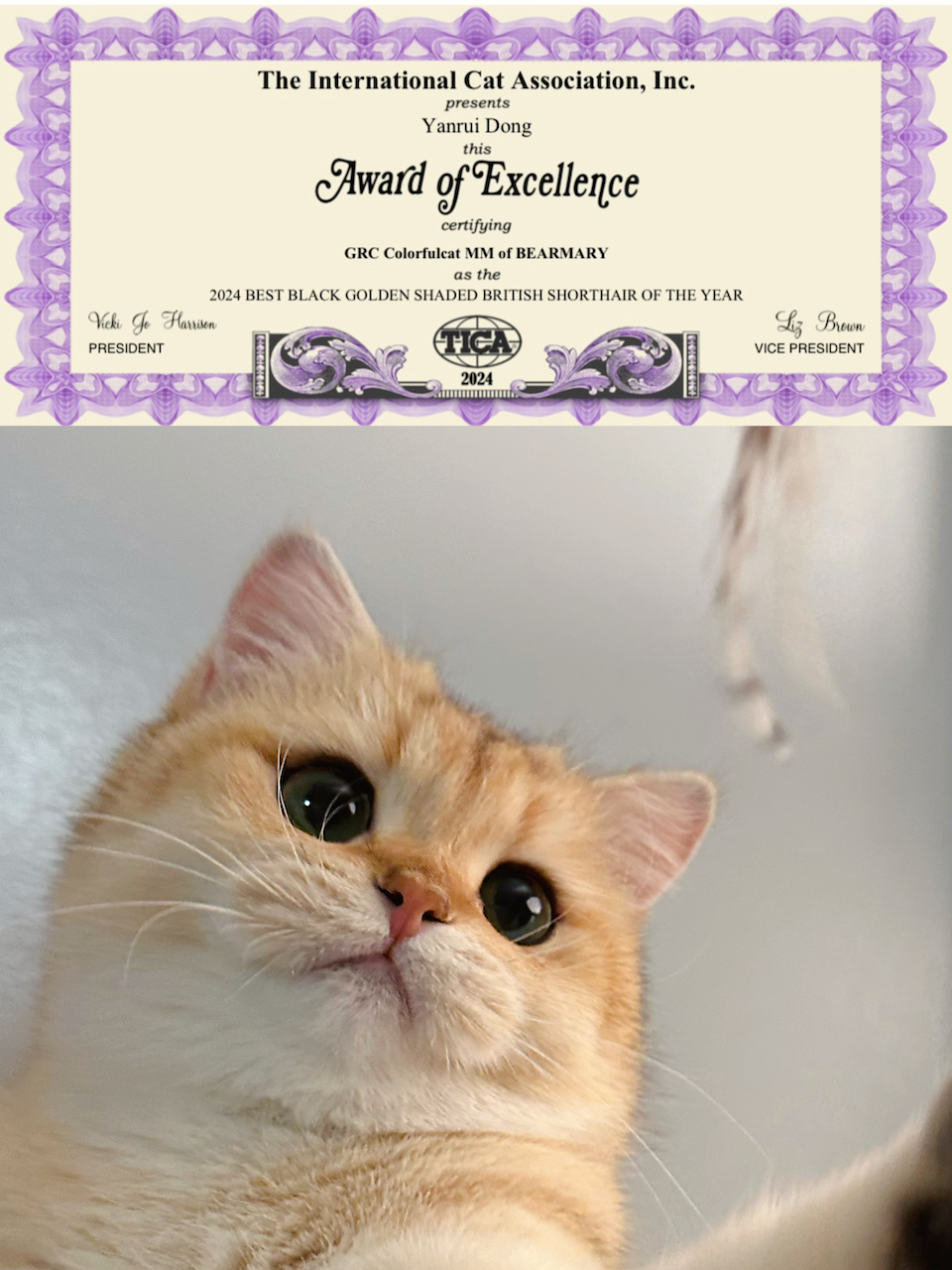 Great Performance of Our Beautiful British Shorthair in Cat Show - British Shorthair for sale & British Longhair Kittens for sale