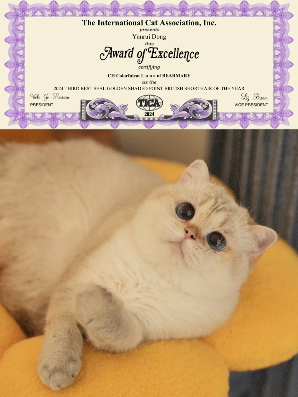 Great Performance of Our Beautiful British Shorthair in Cat Show - British Shorthair for sale & British Longhair Kittens for sale