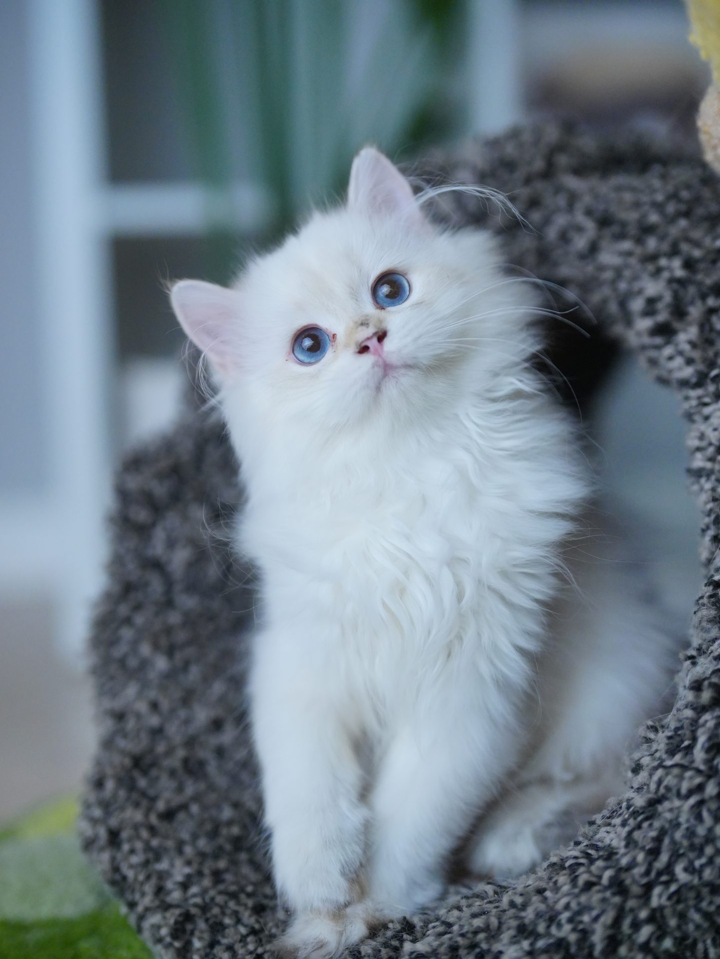Golden British Longhair
