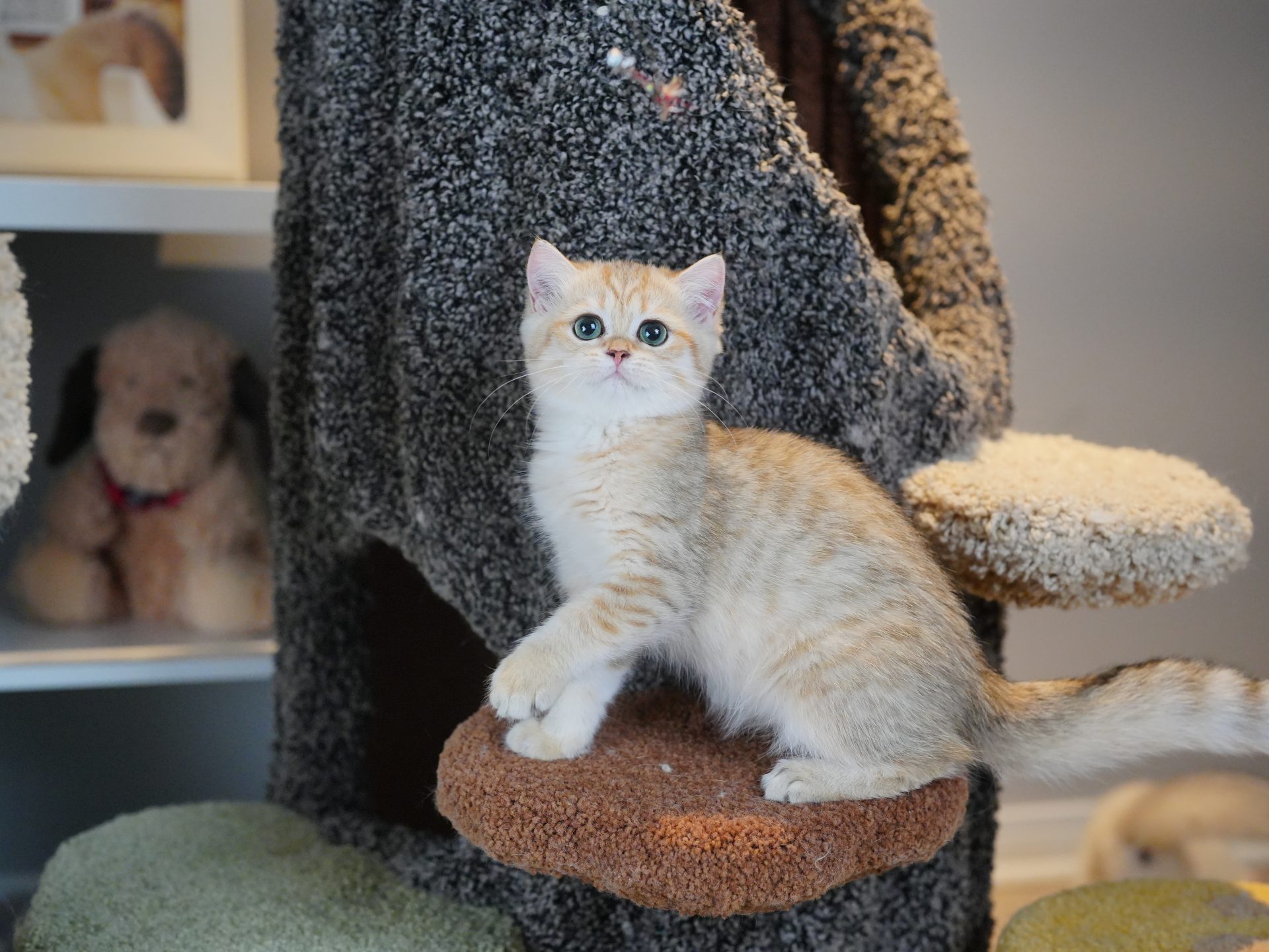 british short hair cat san francisco