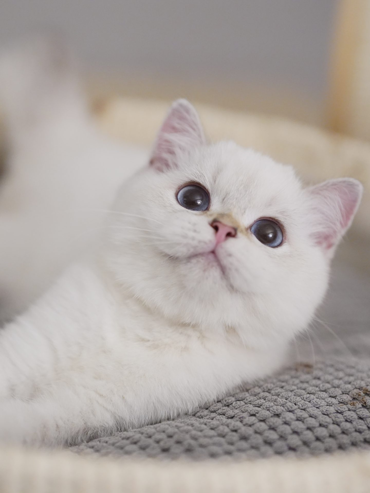 british shorthair kittens for sale