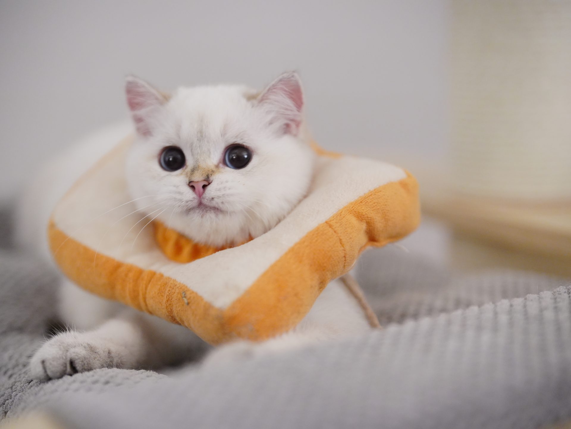 british short kittens for sale