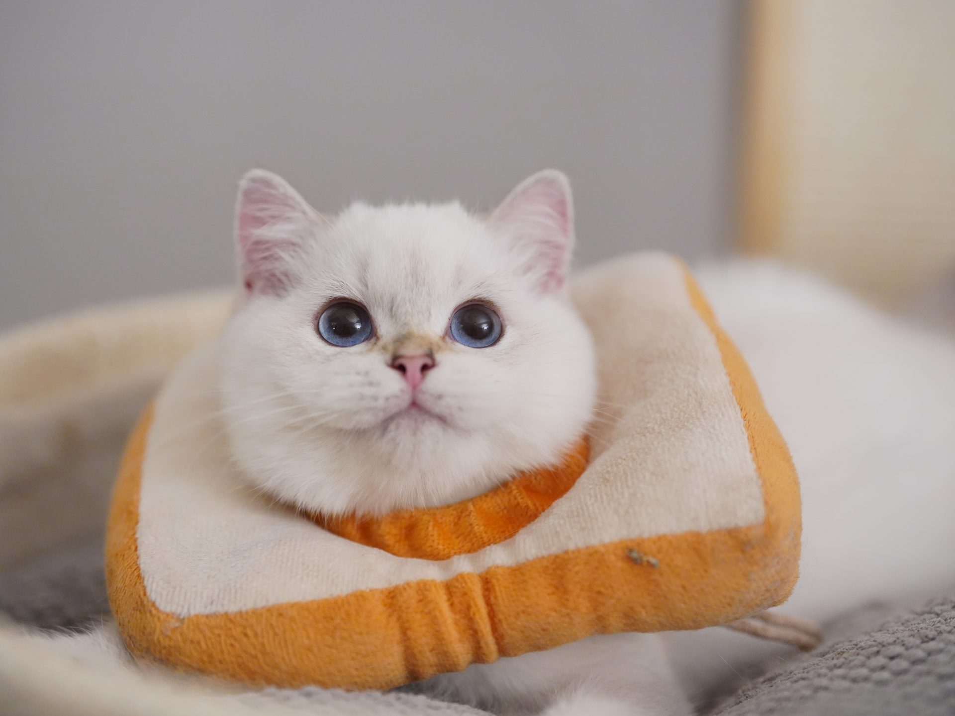 british short kittens for sale