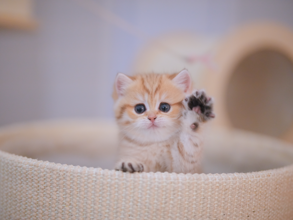 Luna - Golden Point Shaded British Shorthair - British Shorthair for sale & British Longhair Kittens for sale