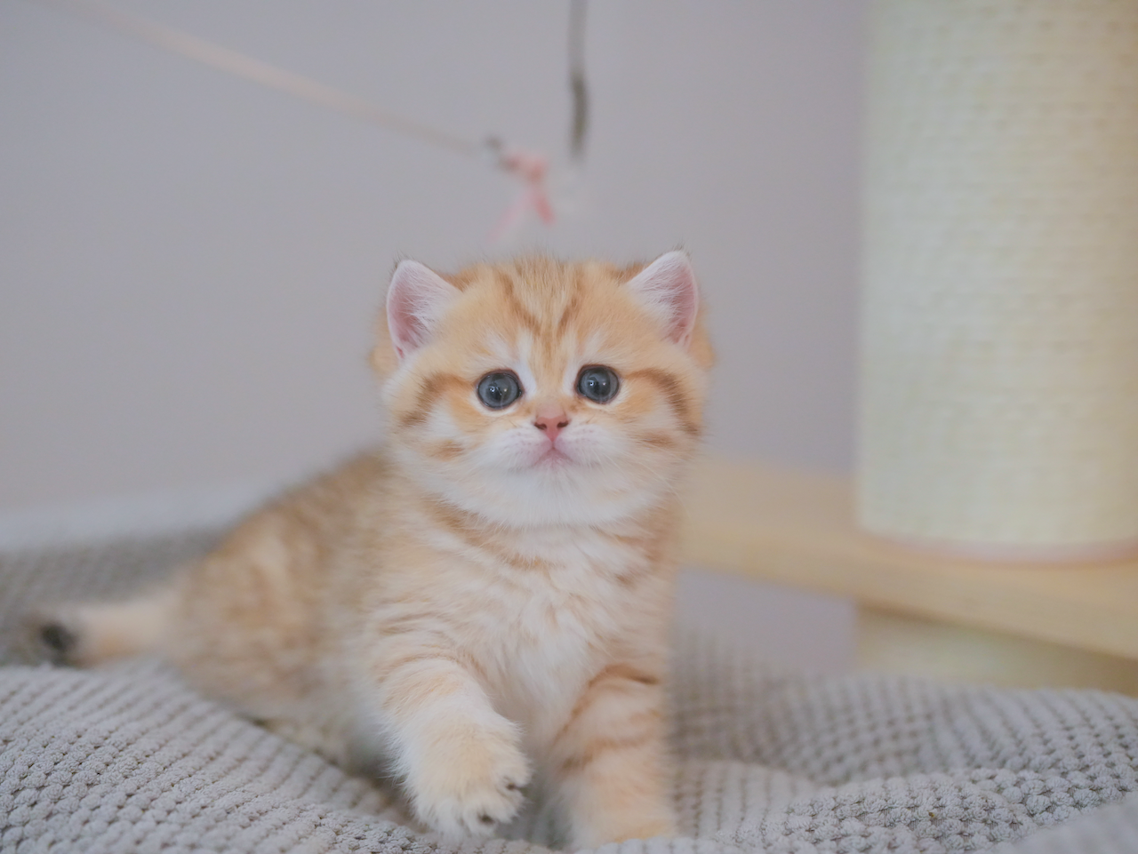 british short hair cat san francisco bay area
