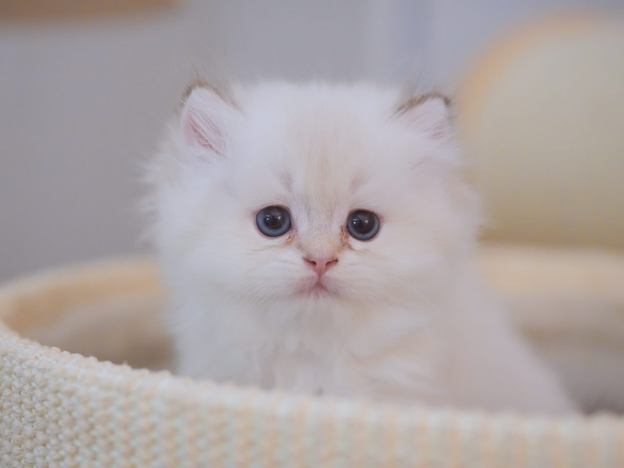 Golden British Longhair