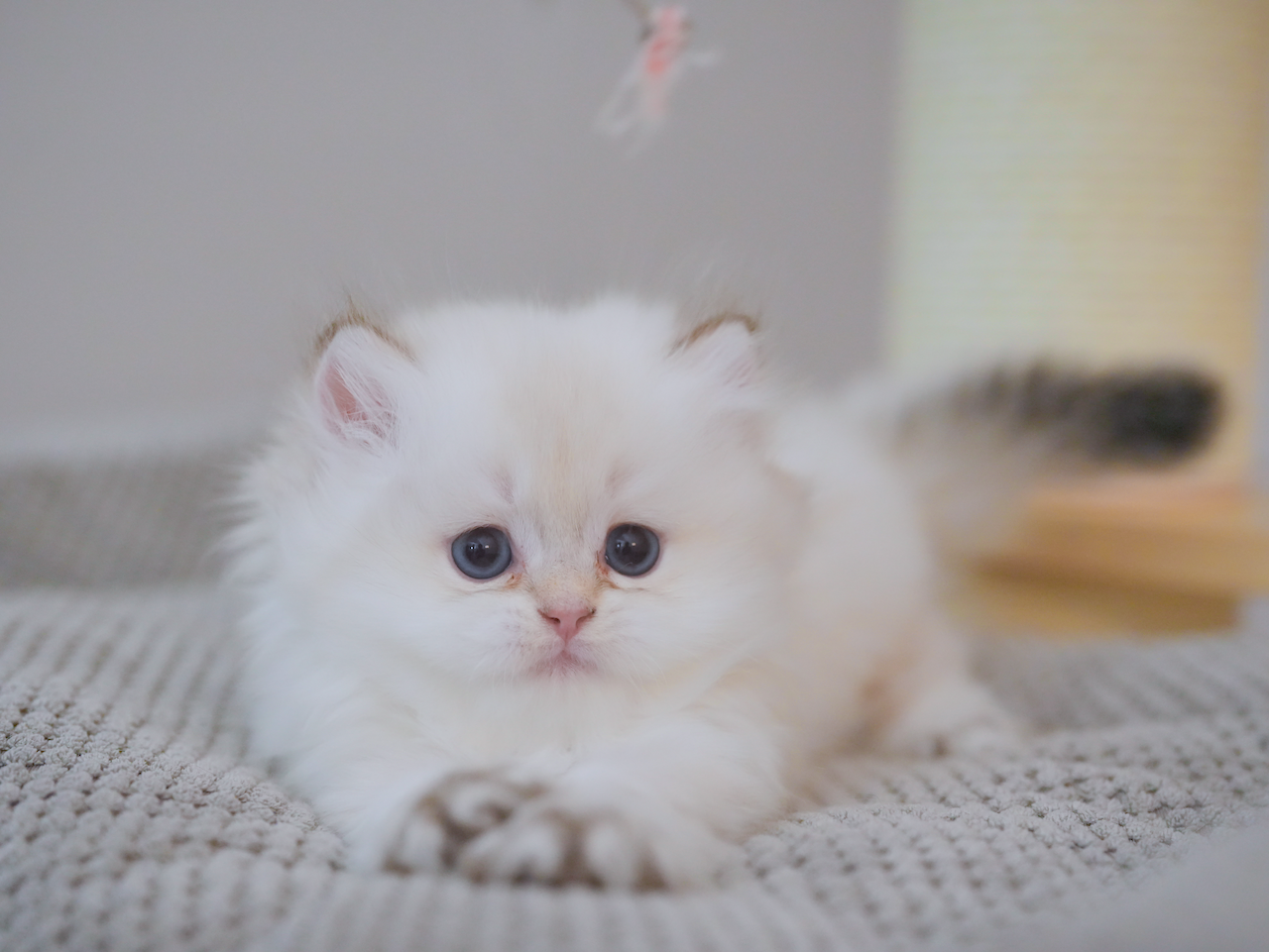 Golden British Longhair