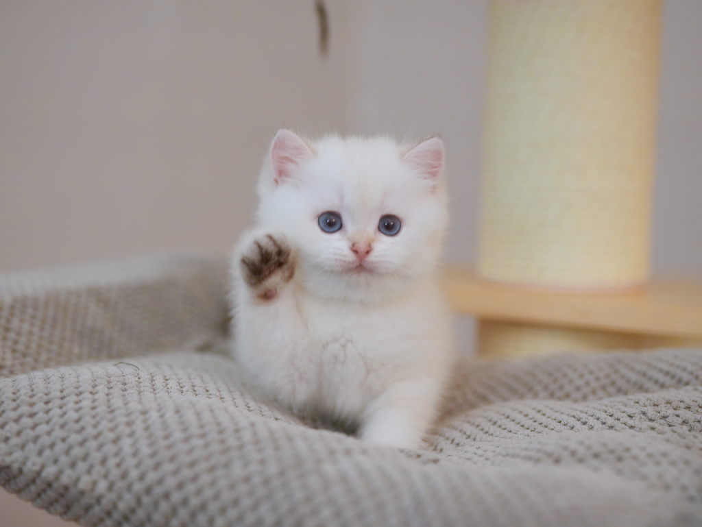 Luna - Golden Point Shaded British Shorthair - British Shorthair for sale & British Longhair Kittens for sale