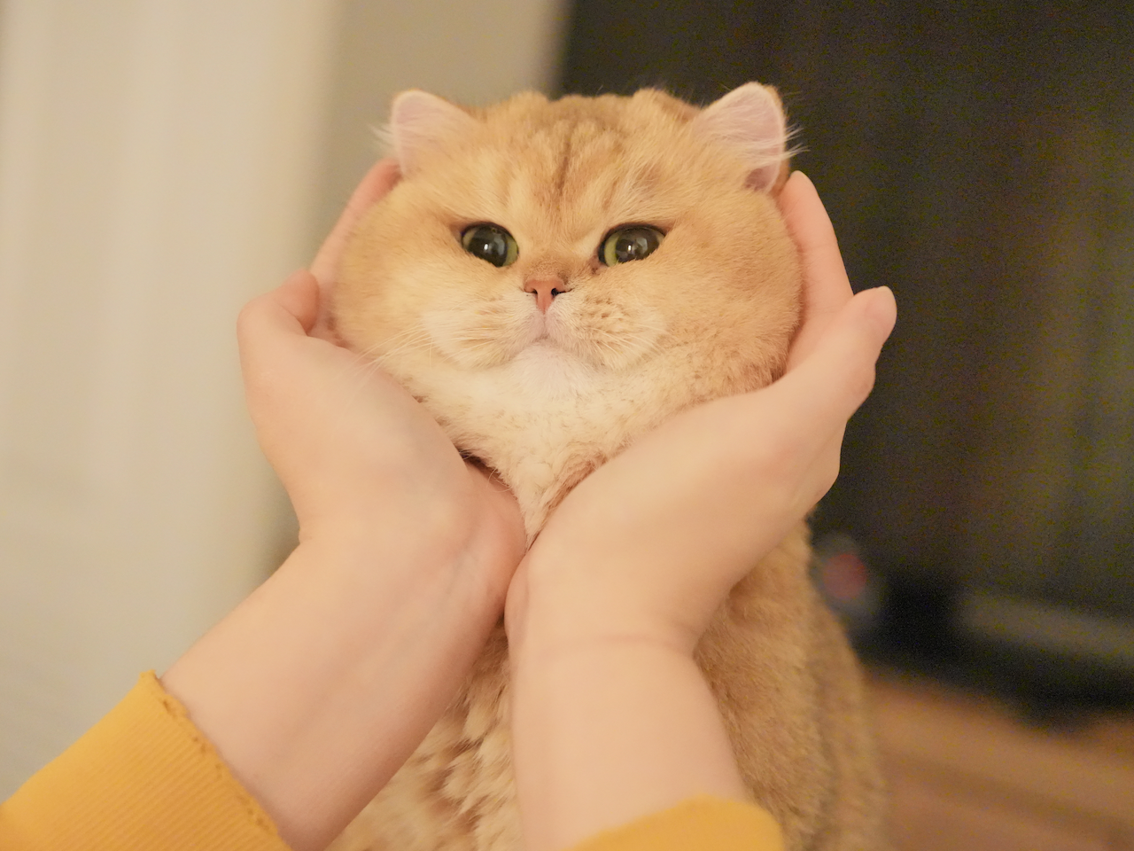 Golden British Shorthair 
