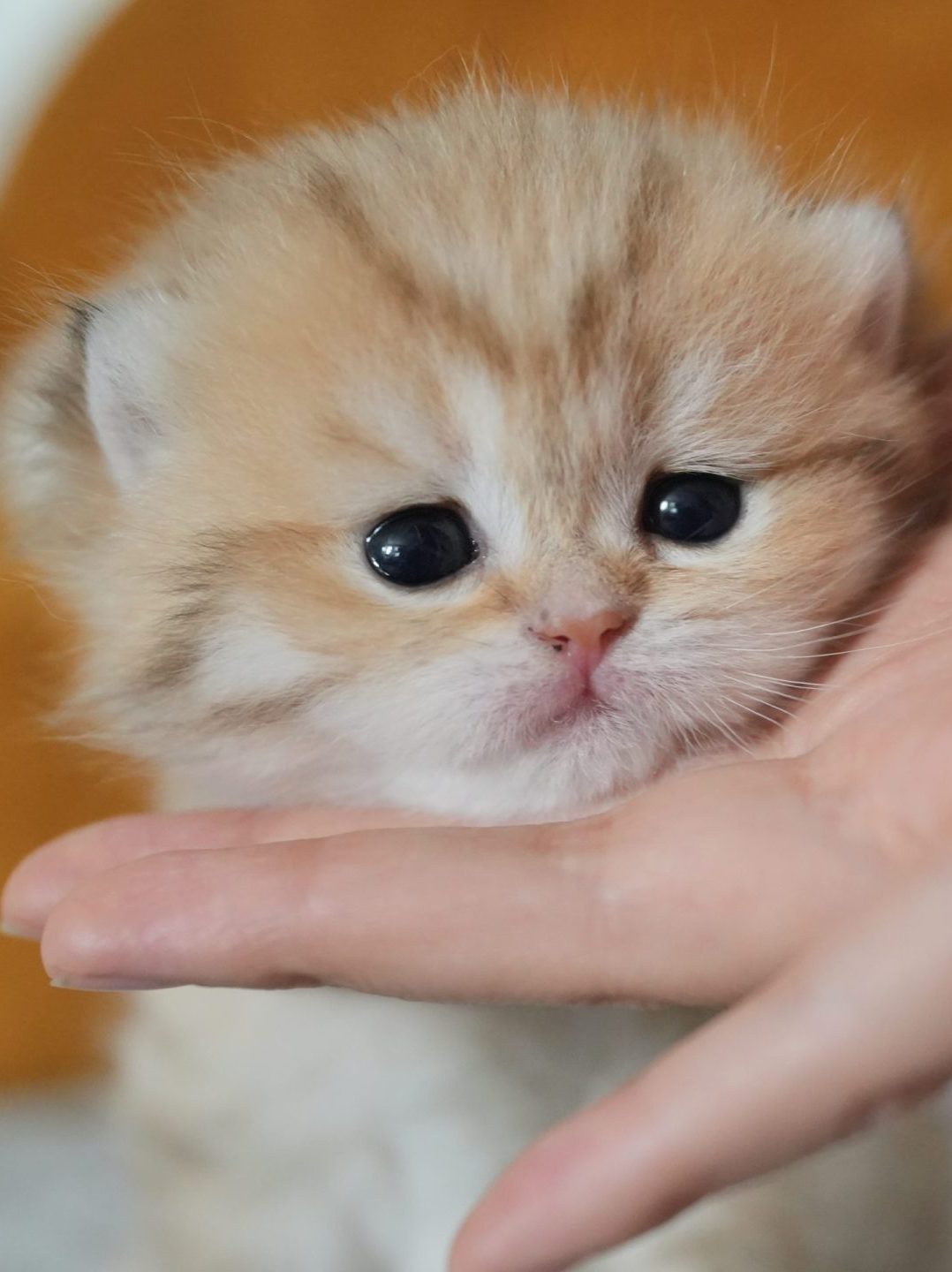 Golden British Shorthair