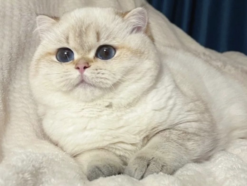 Breeding Plan For Beautiful British Shorthair And British Longhair Cat - British Shorthair for sale & British Longhair Kittens for sale