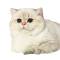 BearMary Cattery