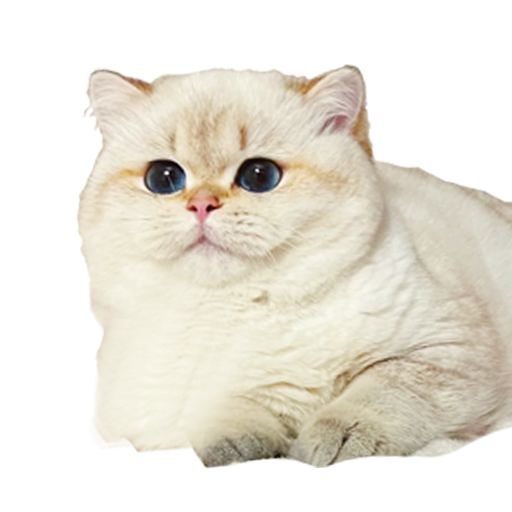 BearMary Cattery