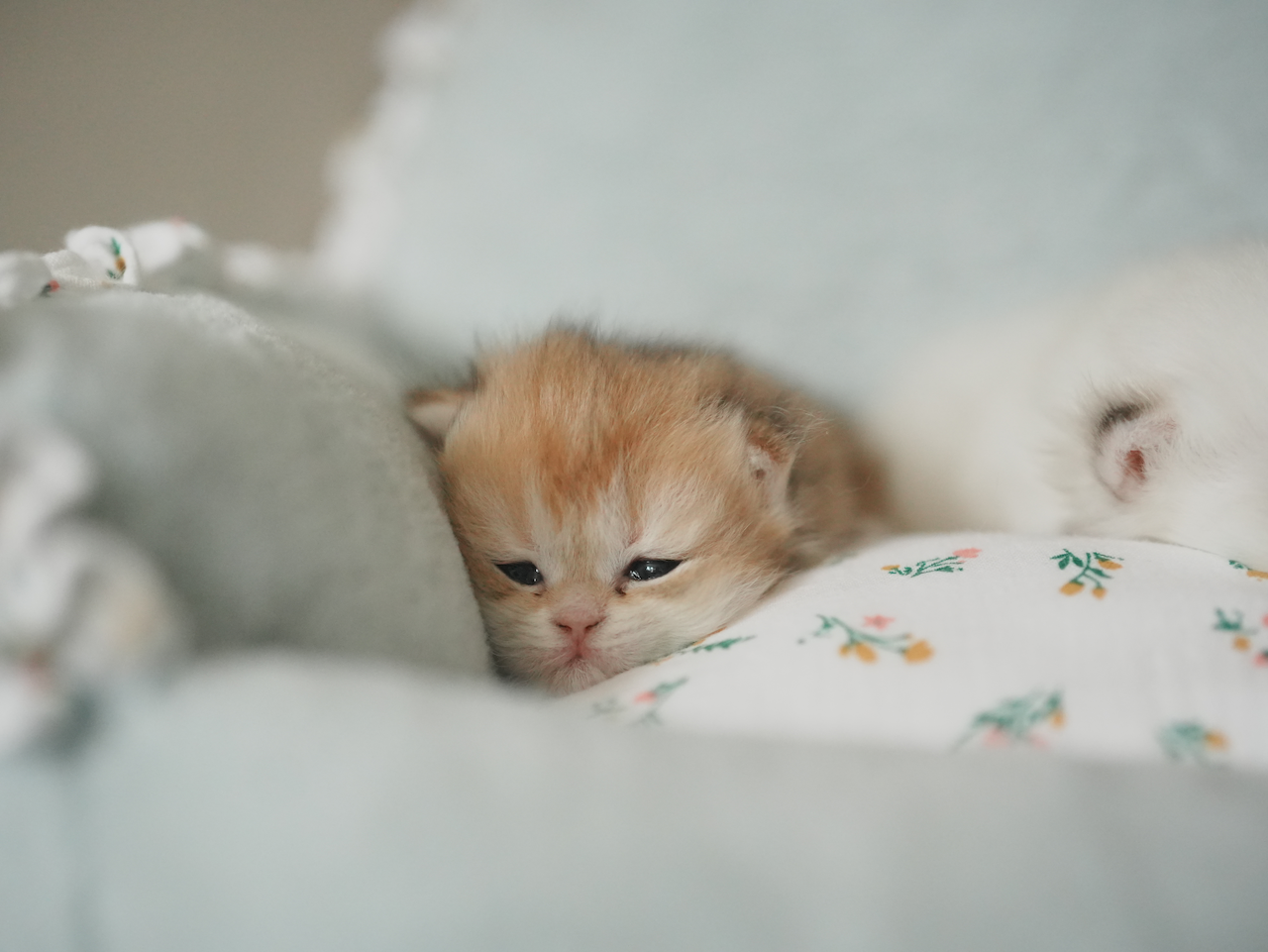 Anna's New Born Kittens - Open For Waiting List - British Shorthair for sale & British Longhair Kittens for sale