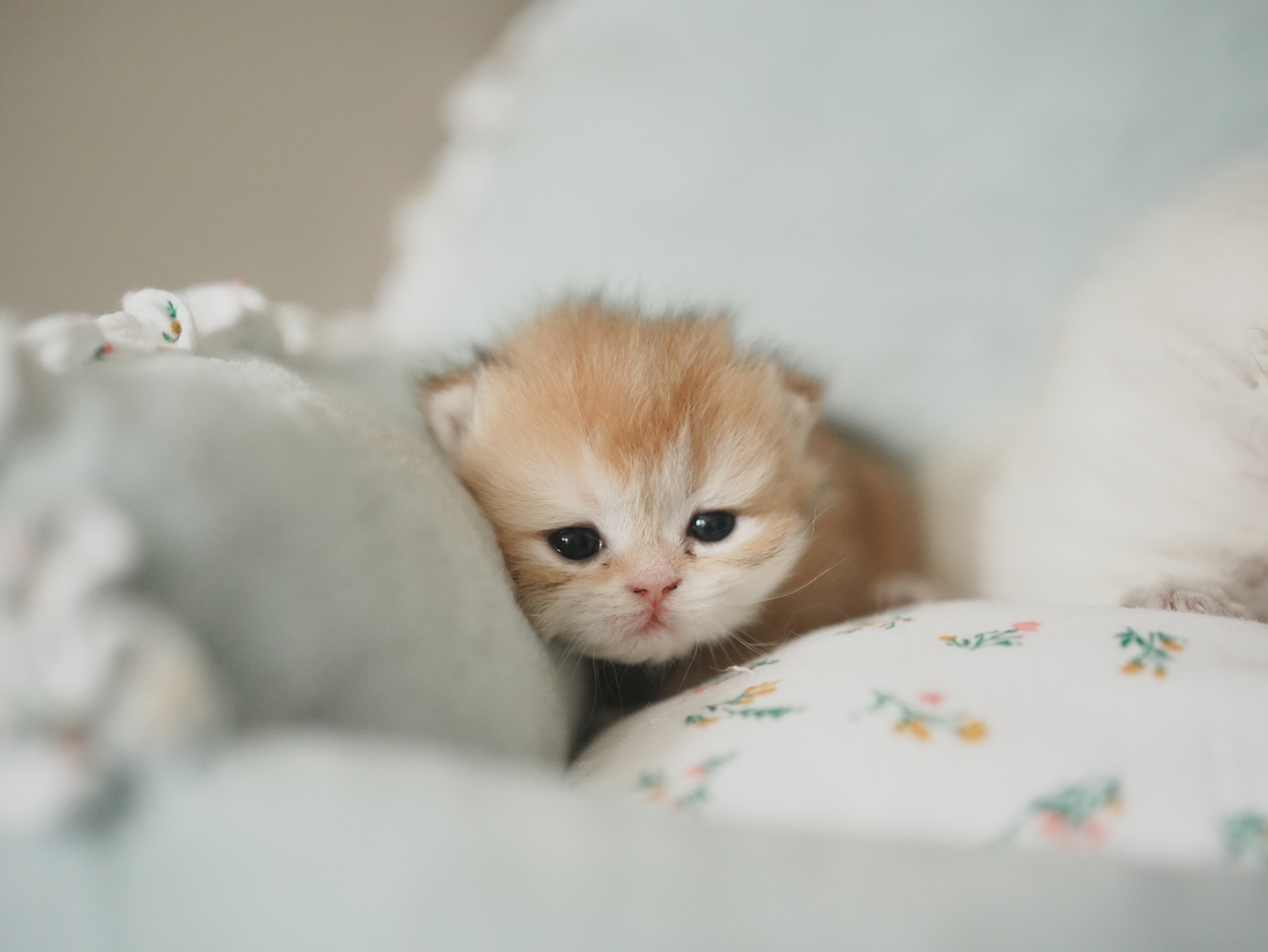 Anna's New Born Kittens - Open For Waiting List - British Shorthair for sale & British Longhair Kittens for sale