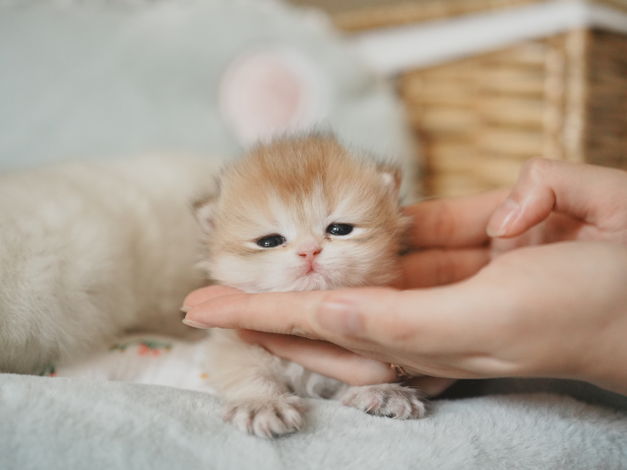 Anna's New Born Kittens - Open For Waiting List - British Shorthair for sale & British Longhair Kittens for sale
